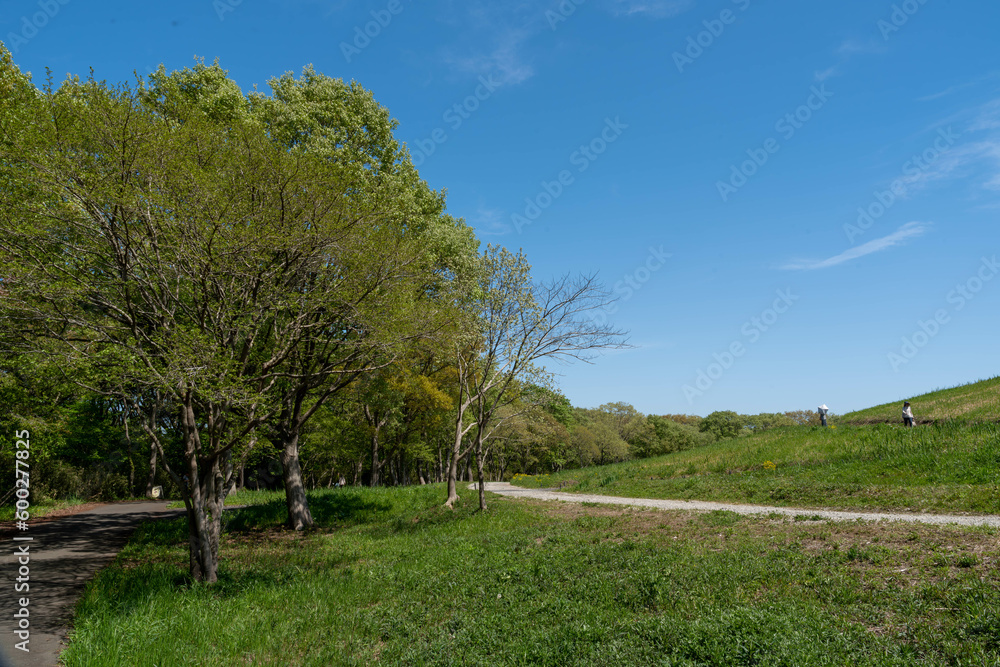 Obraz premium 青空と新緑の風景