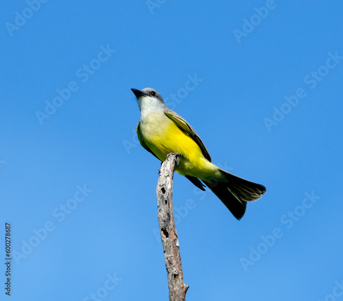 Tropical Kingbird male searches for fod from a perch.