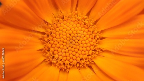 Detailed close up photography from a beautiful orange daisy flower