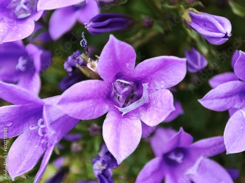 Close-up photography of vivid purple flower with waterdrop inside