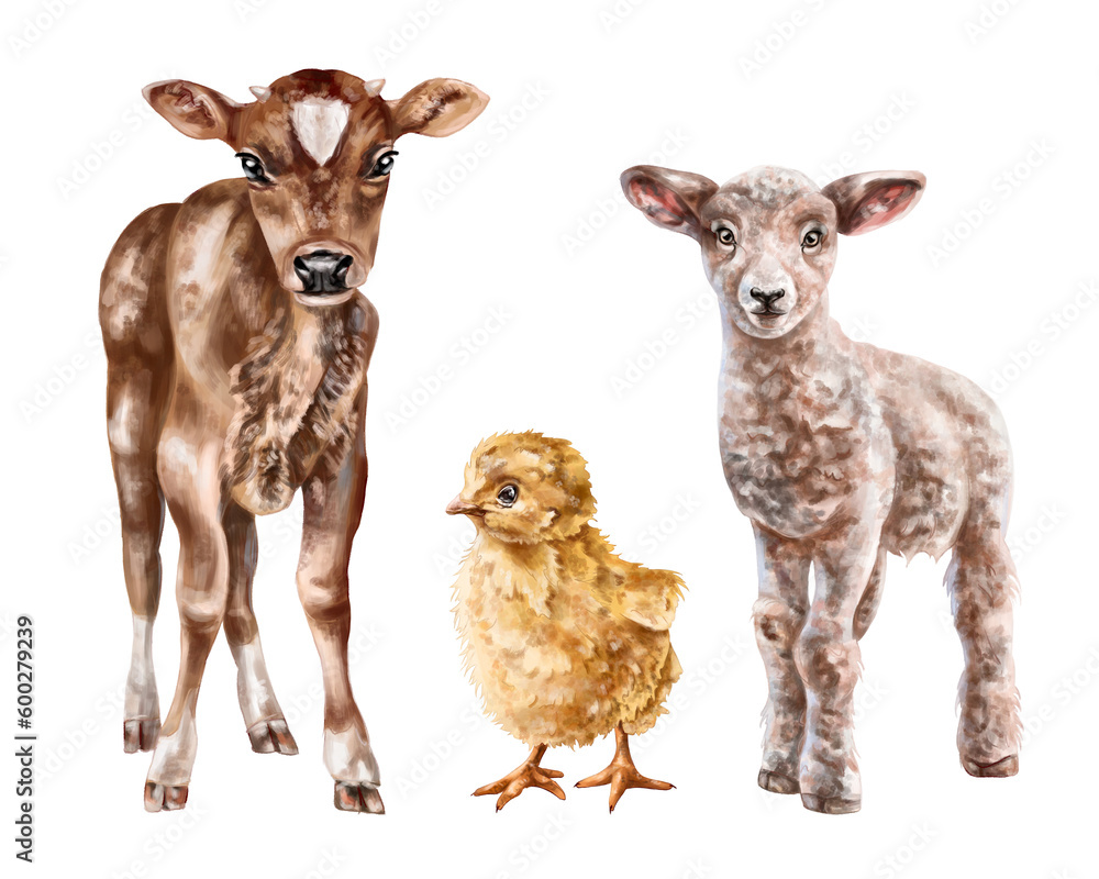 A set of three young farm animals: chicken, calf, lamb. Rural mammals, livestock. Digital illustration on a white background. For postcards, design, textiles