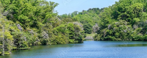 青空バックに見る満開のヤマフジが咲く貯水池のパノラマ情景