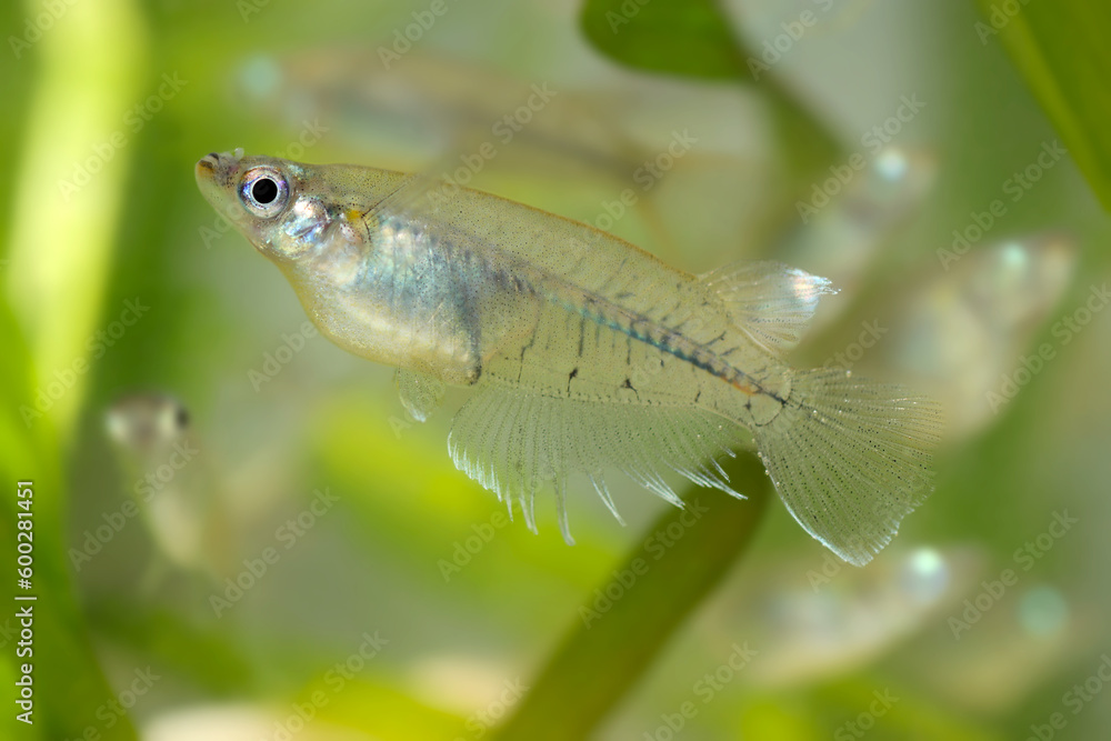 明るいアクアリウム水槽内を泳ぐ鰭の発達した雄のインドメダカ「オリジアス・ダンシーナ」親魚の姿。 明るいアクアリウム水槽内を泳ぐ鰭の発達した雄のインドメダカ「オリジアス・ダンシーナ」親魚の姿。