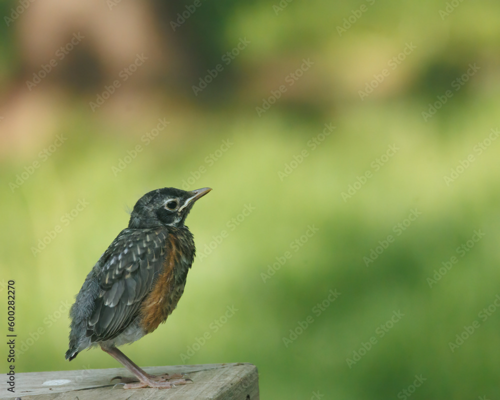 Fototapeta premium Fledging robin resting on a deck rail 