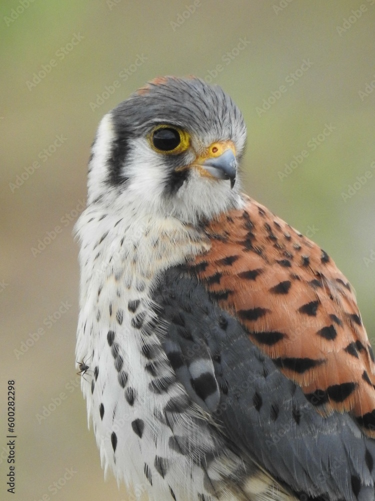 Closeup of an American kestrel. Closeup of an American kestrel.