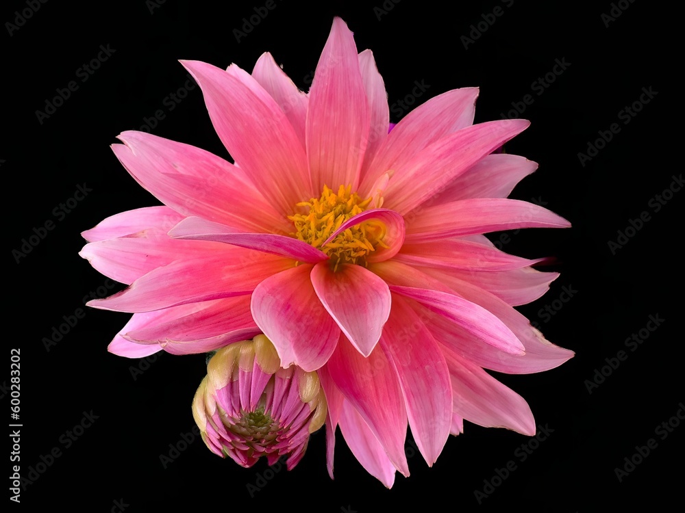 A closeup of a pink and red dahlia with a black background A closeup of a pink and red dahlia with a black background