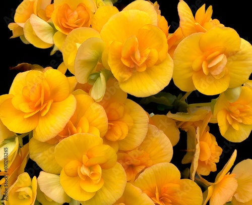 Blooms from a yellow orange begonia plant