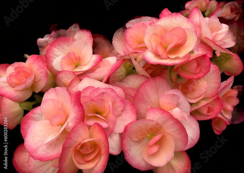 Blooms from a pink red begonia plant in a greenhouse near Gervai, Oregon