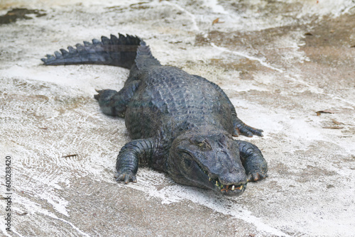 Typical Brazilian alligator from the Pantanal (Caiman yacare)