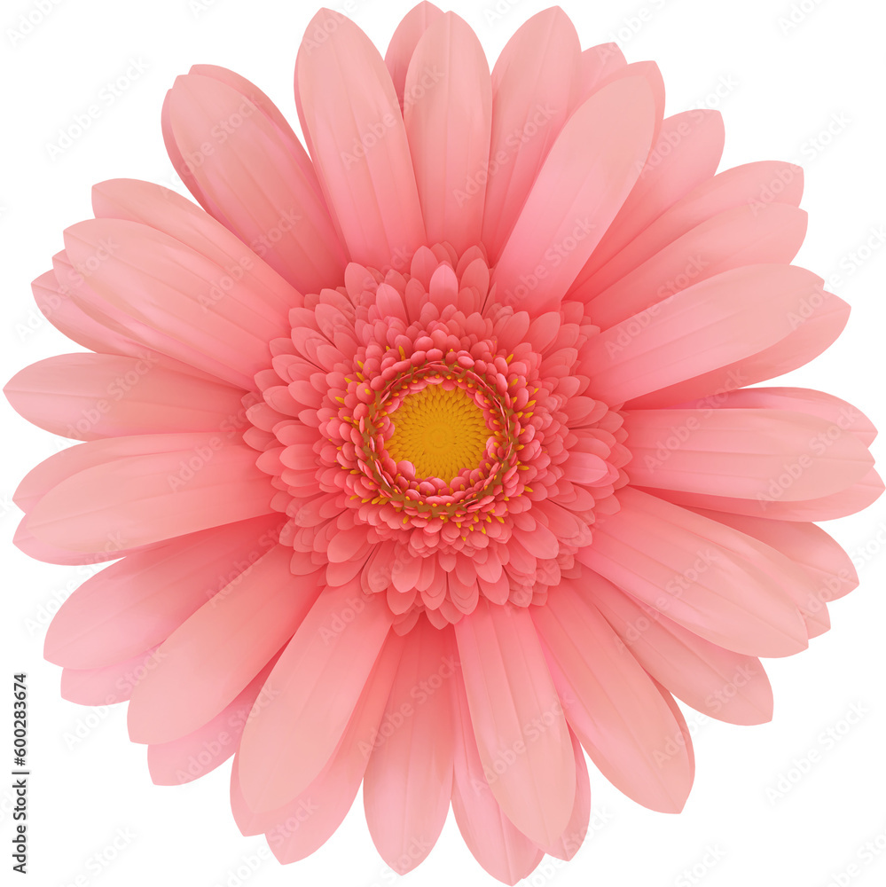 3D Render Pink Garbera Flower