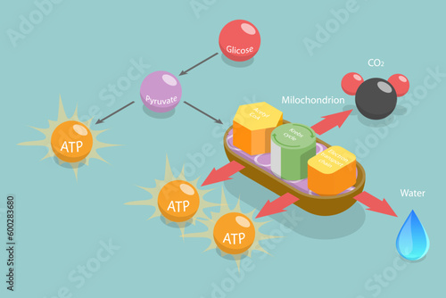 3D Isometric Flat Vector Conceptual Illustration of Aerobic Respiration, Educational Schema