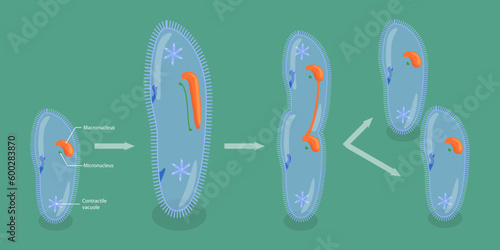 3D Isometric Flat Vector Conceptual Illustration of Asexual Reproduction In Protozoa, Educational Schema photo
