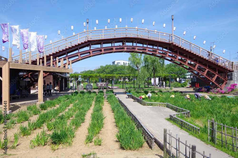 Obraz premium 潮来市 あやめ園