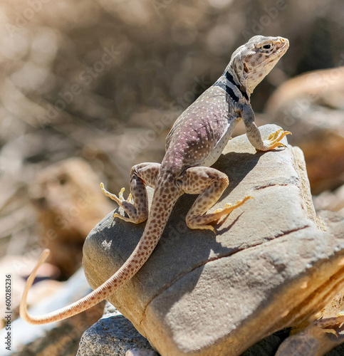 Great Basin Collared Lizard, Adult Male. Death Valley National Park, Inyo County, California, USA. photo