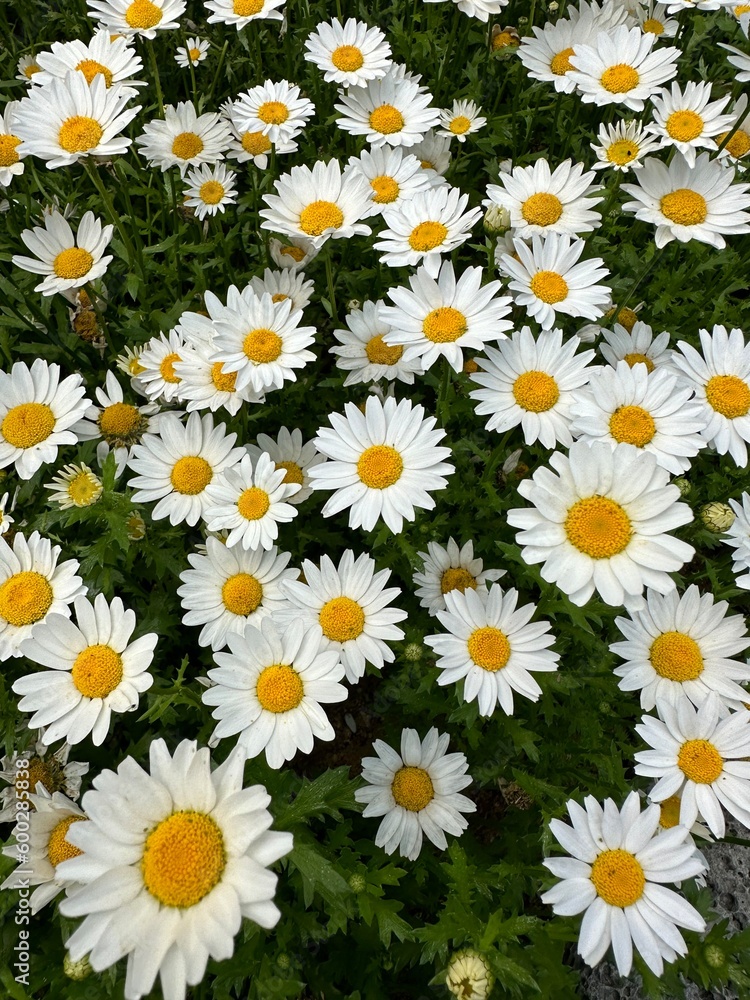 daisies daisies