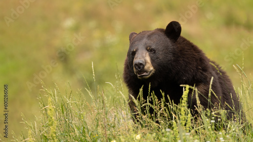Bear, Wild Encounters: Up Close with a Black Bear in the Long Green Grass.  An intimate portrait of one of the most captivating creatures in the wild.  Wildlife Photography.
