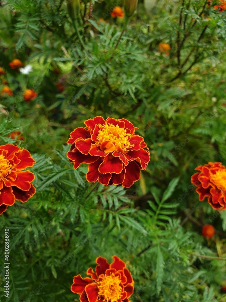 red marigold flowers