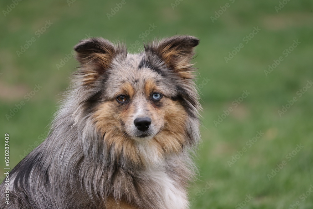 Portrait of an aussiepom dog with heterochromia 