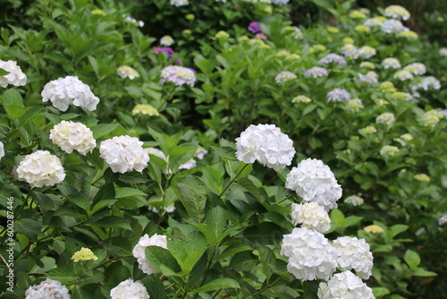 寺の境内に咲く紫陽花。川崎市の妙楽寺の紫陽花。