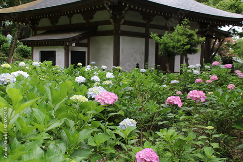 寺の境内に咲く紫陽花。川崎市の妙楽寺の紫陽花。薬師堂とアジサイ。 © onaka