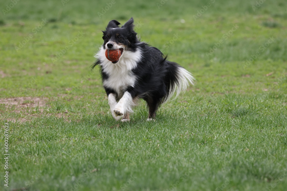 Border collie dog 