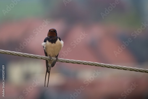 Rauchschwalbe auf Stromleitung