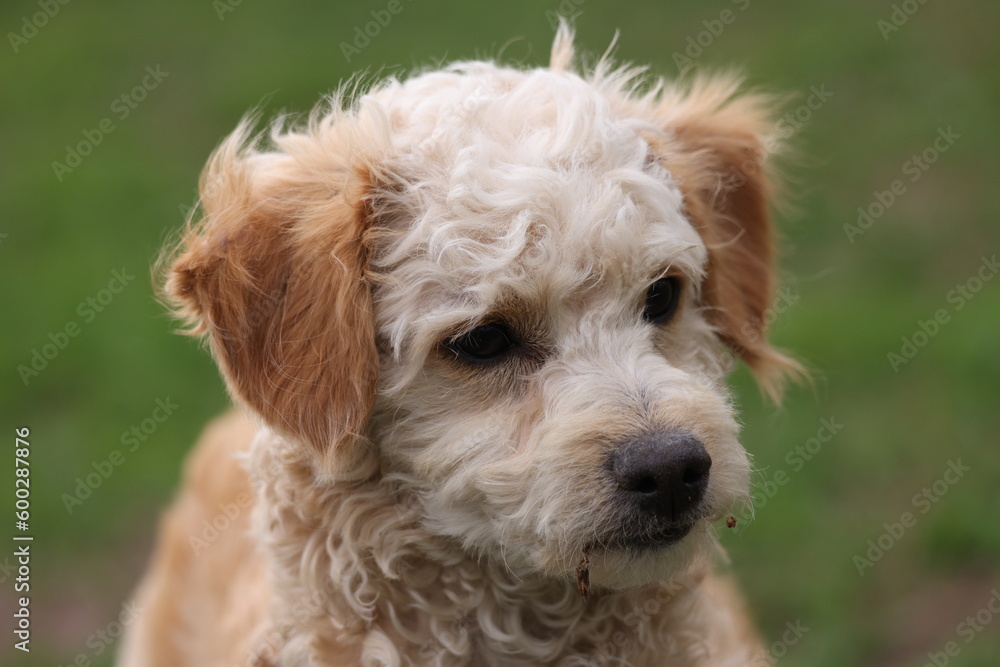 Portrait of a poodle puppy