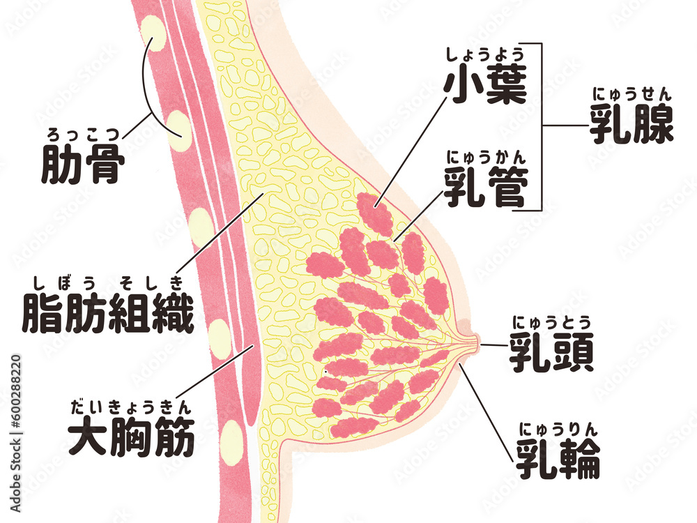 Obraz premium Female breast anatomy diagram; medical illustration PNG