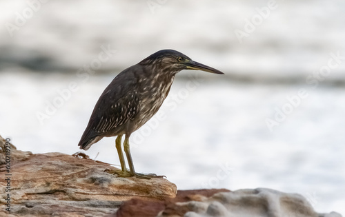 Juvenile Striated Heron hunting by the bay on a rainy day