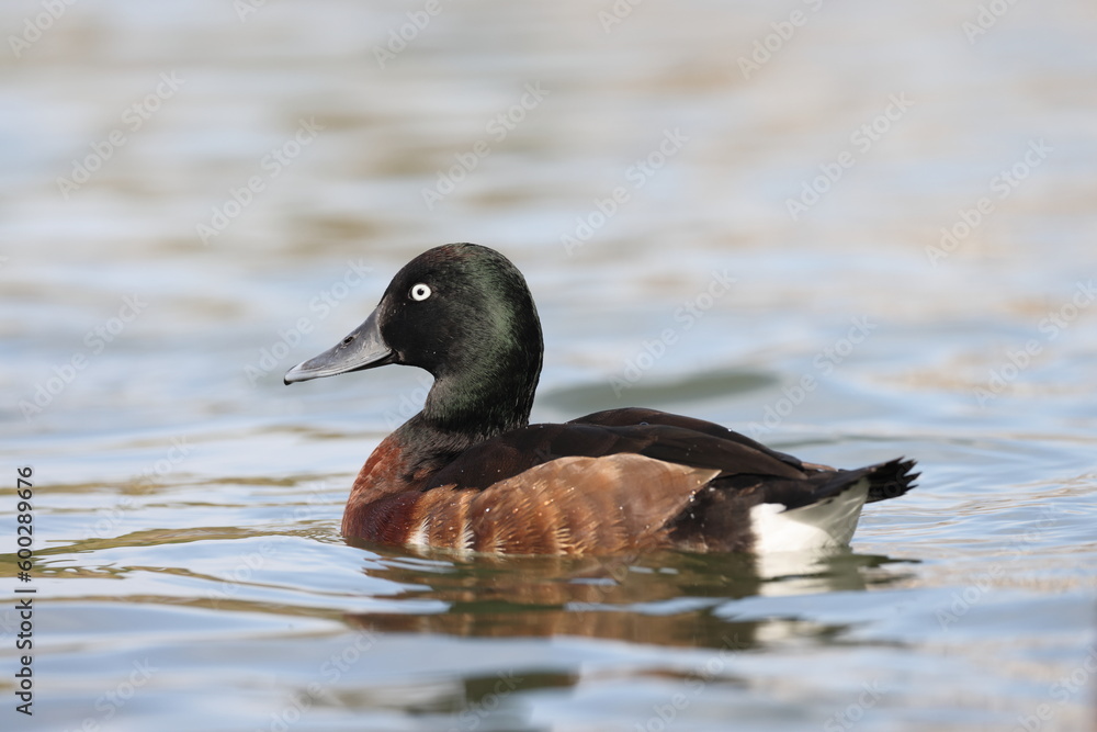 Baer's pochard or Siberian pochard (Aythya baeri) male in Japan Baer's pochard or Siberian pochard (Aythya baeri) male in Japan
