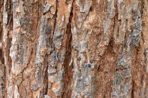 Bark, dried planks for background
