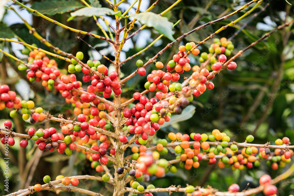 Organic red coffee cherries, raw coffee bean on coffee tree plantation Organic red coffee cherries, raw coffee bean on coffee tree plantation