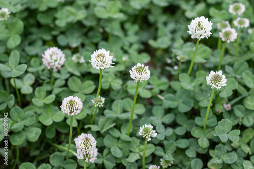 White clover blooming by the roadside. shamrock