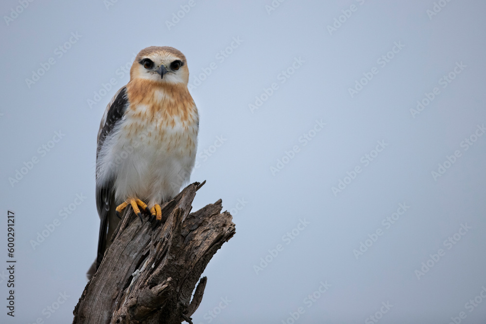 Inexperience - Juvenile and inexperienced, this Black-shouldered kite patiently sits on top of a wooden perch while waiting for an opportunity to hunt and capture its prey. Inexperience - Juvenile and inexperienced, this Black-shouldered kite patiently sits on top of a wooden perch while waiting for an opportunity to hunt and capture its prey.