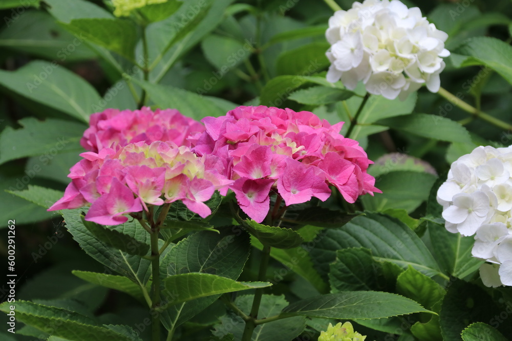 寺の境内に咲く紫陽花。川崎市の妙楽寺の紫陽花。 寺の境内に咲く紫陽花。川崎市の妙楽寺の紫陽花。