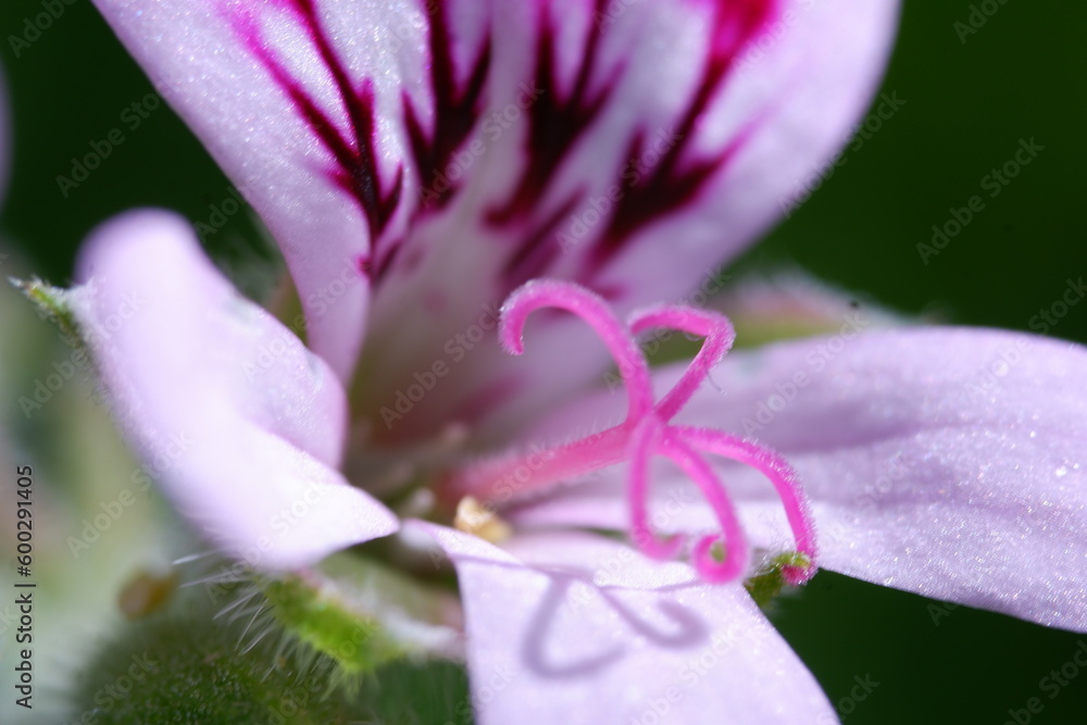 Citronella flower closeup macro