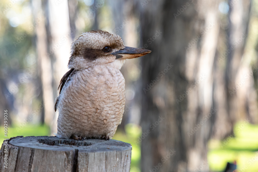 Fototapeta premium One Australian Kookaburra sitting on the log of a gum tree in the Australian bush