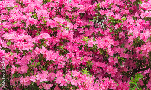 Leinwand Poster Pink rhododendron blooming in garden