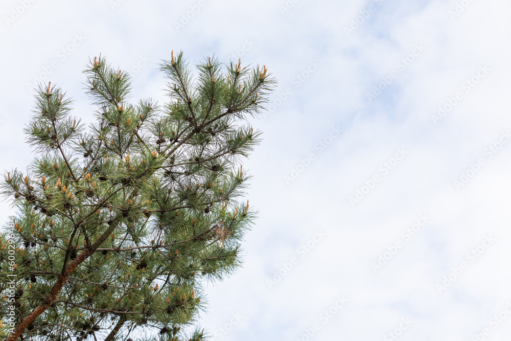 tall pine trees. sky background tall pine trees. sky background