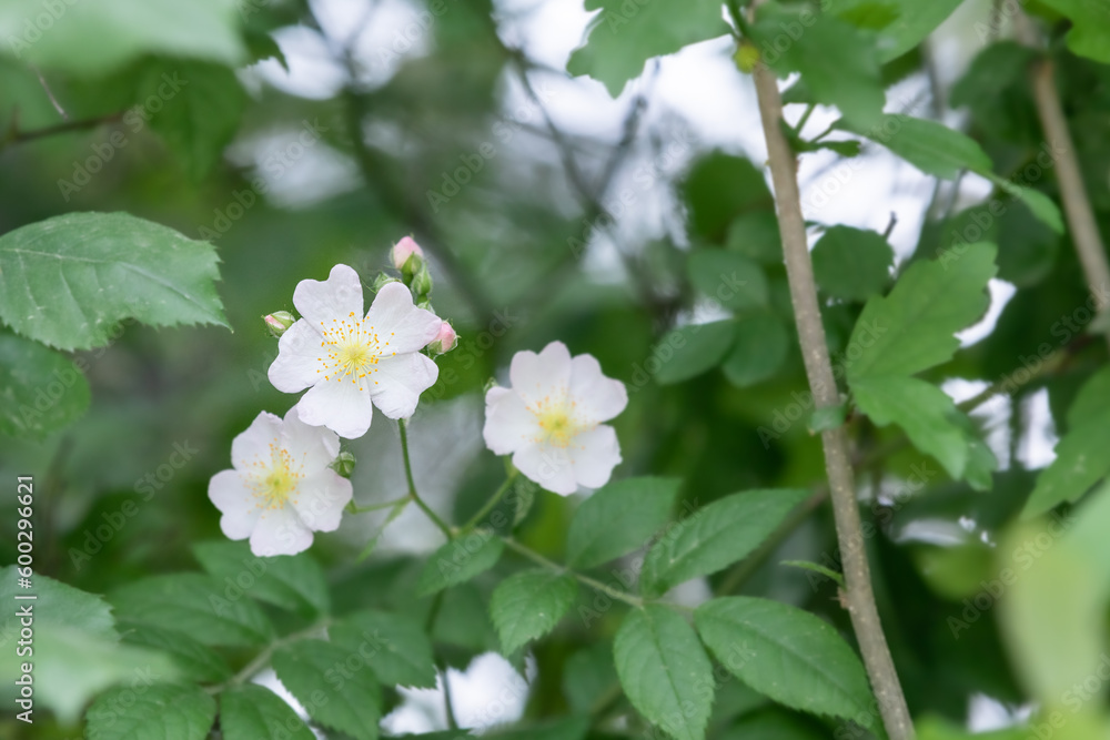 White briar flowers in full bloom. wild rose