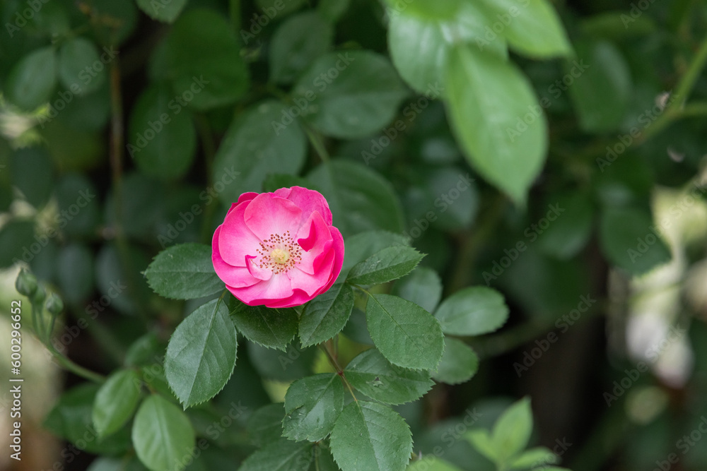 An ivy rose found on the side of the road. pink angela rose
An ivy rose found on the side of the road. pink angela rose