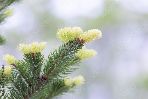 Pine Bird Sprout. light yellow