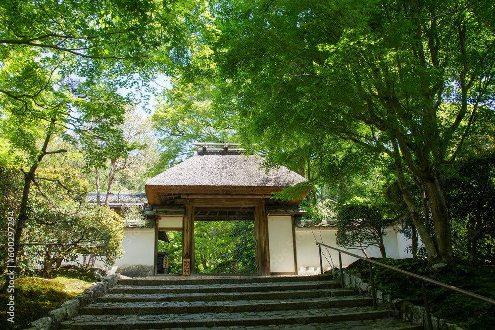 新緑の安楽寺 新緑の安楽寺