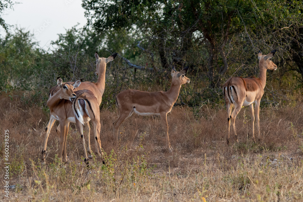 Impala ewes isolated in the African wilderness Impala ewes isolated in the African wilderness