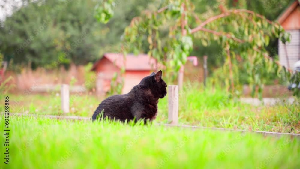 A black-colored cat sits on the street in the private sector in the summer against a blurred background. Walking pet A black-colored cat sits on the street in the private sector in the summer against a blurred background. Walking pet