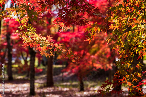 Fotobehang 紅葉に色づく大自然の森(紅葉に包まれる庭園)
Forest of nature colored with autumn leaves (garden surro