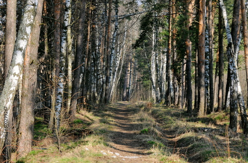 Forest path on a sunny April morning. Moscow region Russia