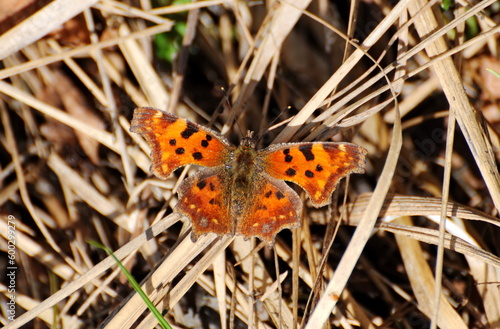 The Comma Butterfly Polygonia c-album sits on dry leaves on a spring morning. Moscow region. Russia