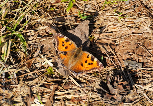 Butterfly urticaria Aglais urticae on dry grass. April.