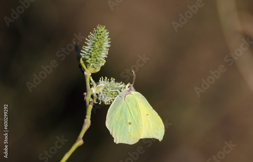 Brimstone butterfly (Gonepteryx rhamni) perched on a fluffy bud on an April morning.